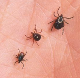 tick photo 
